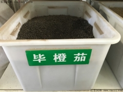 蓽澄茄種子