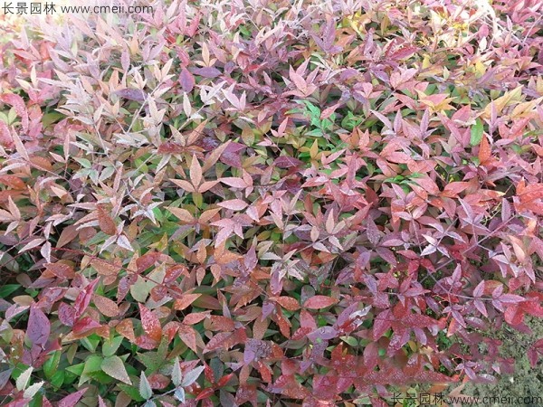 紅天竹種子發(fā)芽出苗圖片