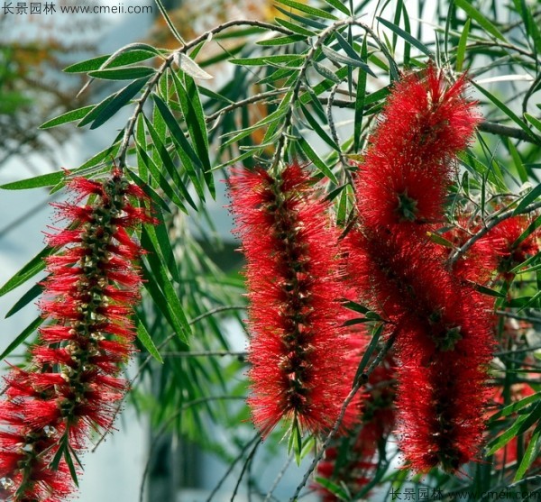 紅千層種子發(fā)芽出苗開(kāi)花圖片