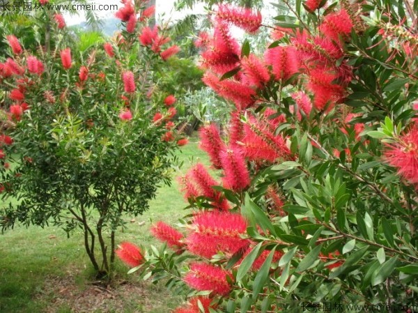 紅千層種子發(fā)芽出苗開(kāi)花圖片