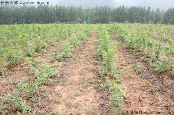 大葉樸樹(shù)種子發(fā)芽出苗圖片