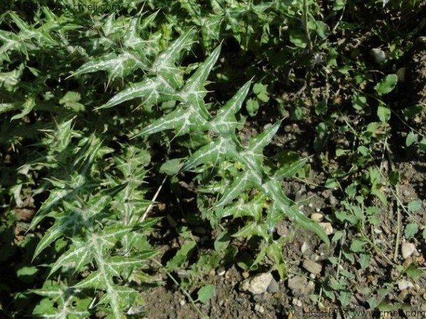 水飛薊種子發(fā)芽出苗開花圖片