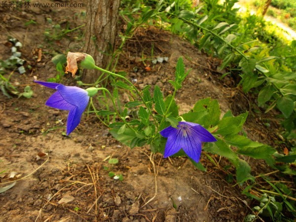 鈴鐺花種子發(fā)芽出苗開花圖片