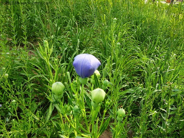 鈴鐺花種子發(fā)芽出苗開花圖片