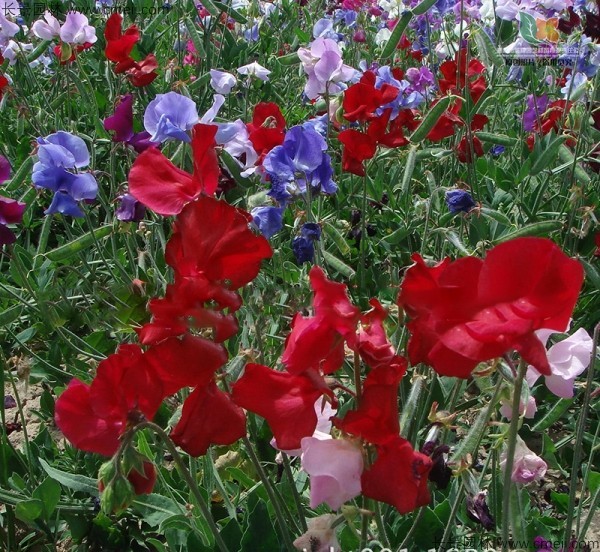 香豌豆種子發(fā)芽出苗開花圖片