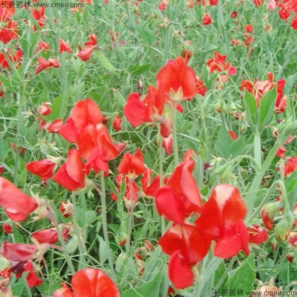 香豌豆種子發(fā)芽出苗開花圖片