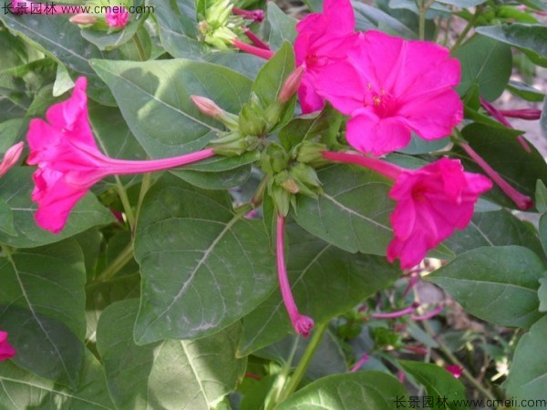 野茉莉種子發(fā)芽出苗開花圖片