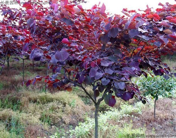 紅葉紫荊種子發(fā)芽出苗圖片