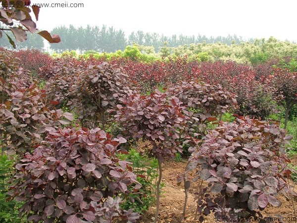 紅櫨種子發(fā)芽出苗圖片