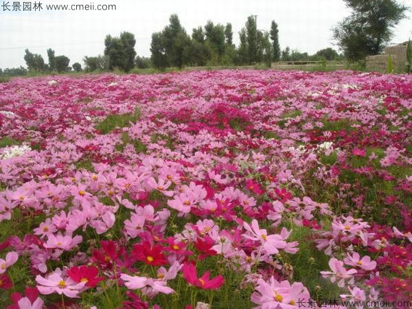 格桑花種子發(fā)芽出苗開(kāi)花圖片