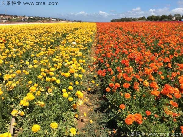 花毛莨開(kāi)花圖片