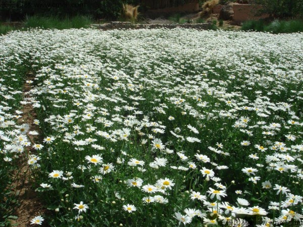 西洋濱菊種子發(fā)芽出苗開花圖片