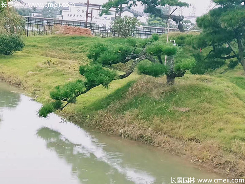 景觀樹造型黑松大型地景