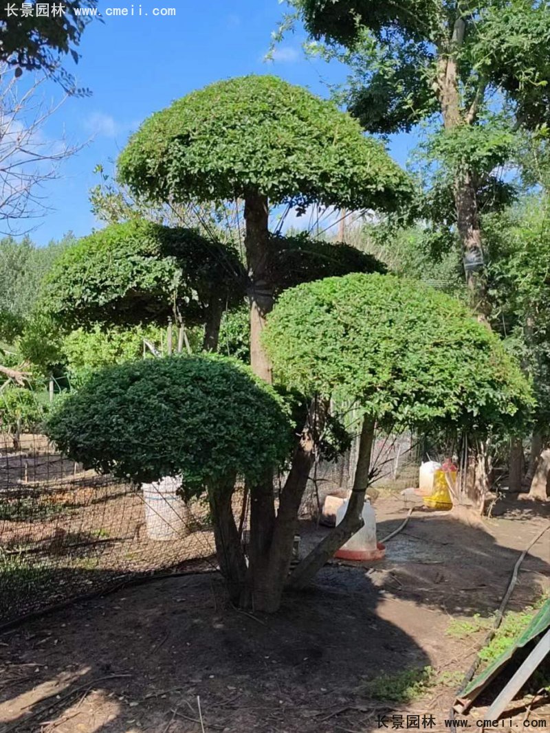 對(duì)節(jié)白蠟造型盆景地景