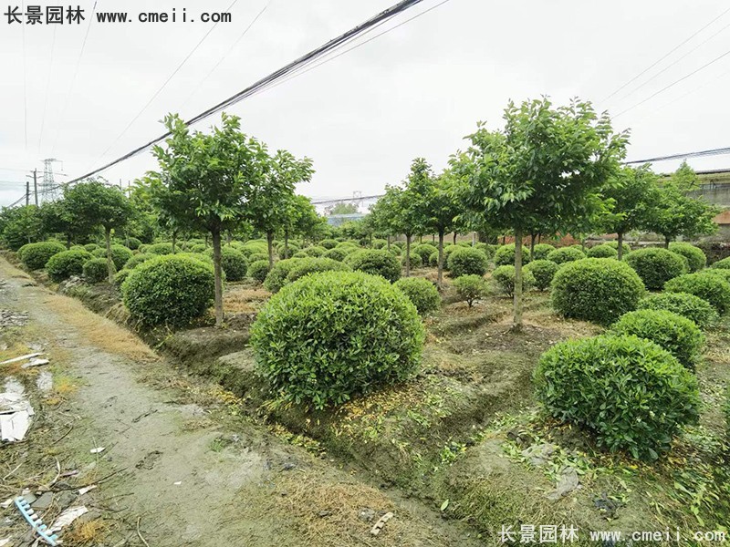 海桐球苗圃批發(fā)種植基地長景園林