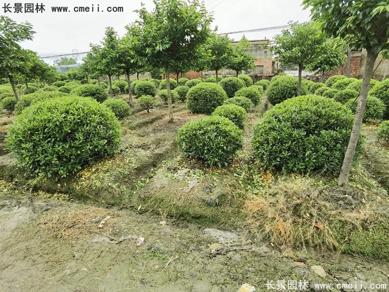 海桐球苗圃批發(fā)種植基地