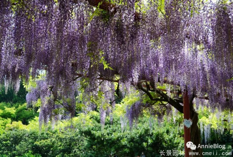 日本長(zhǎng)穗熊野紫藤日系