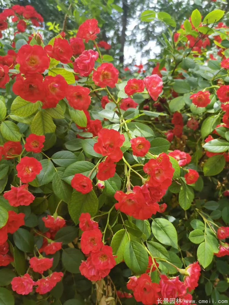 紅花薔薇開花效果圖花墻