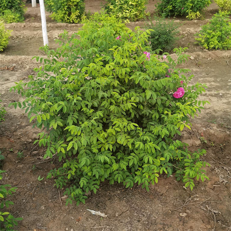 食用玫瑰種植基地