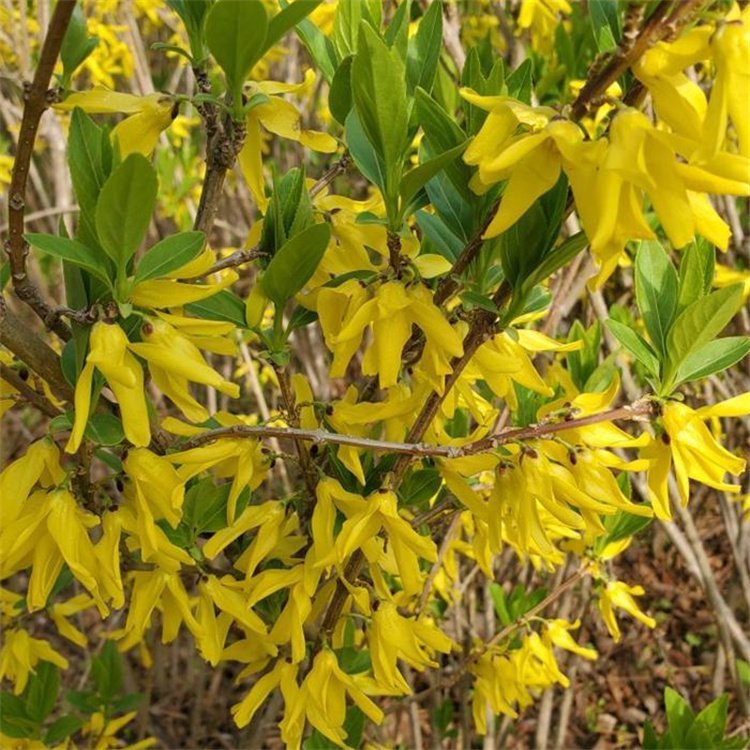 金鐘花春天開(kāi)花的樣子